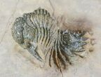Bumpy Acanthopyge (Lobopyge) Trilobite - Nicely Prepared #47067-1